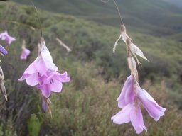 Dierama dracomontanum flower spikes